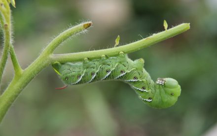 Tomato hornworm