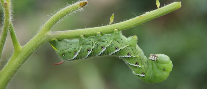 Hornworms