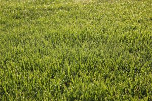 Organic Lawn Fertilization – Wisconsin Horticulture