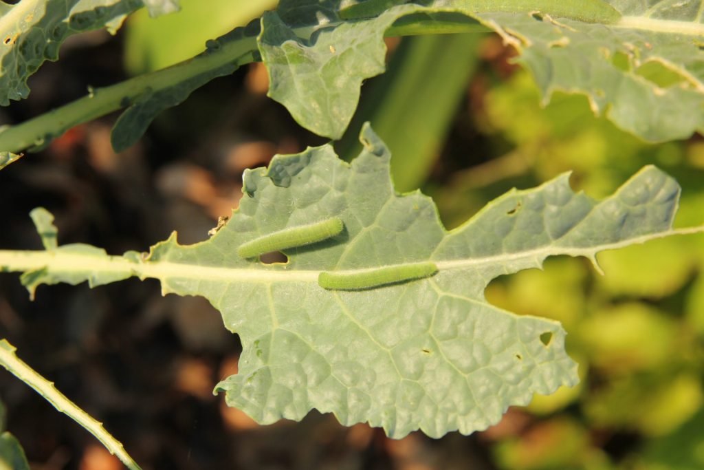 Imported Cabbageworm