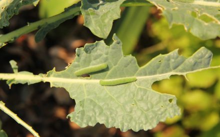Imported Cabbageworm