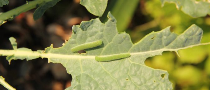 Imported Cabbageworm