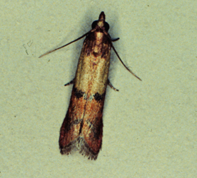 https://hort.extension.wisc.edu/files/2014/11/Indian-Meal-Moth-278x252.png