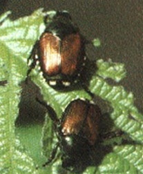 Japanese beetle adults