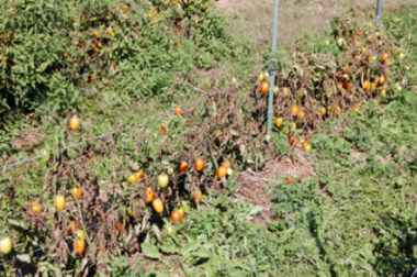 Late blight can decimate tomatoes and potatoes in seven to 10 days if weather conditions are cool and wet.