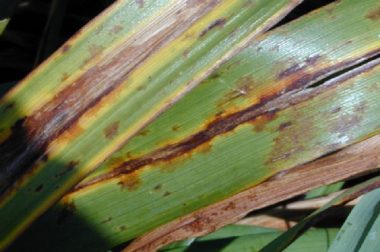 Yellowing and browning of leaves typical of daylily leaf streak. (Photo courtesy of Doug Maxwell)