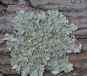 Lichens - foliose
