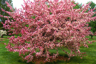 Top Ornamental Crabapples for Wisconsin