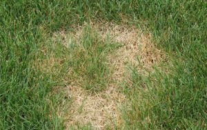Necrotic ring spot – Wisconsin Horticulture