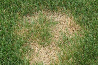 Lawn Disease Quick Reference – Wisconsin Horticulture