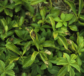 Volutella blight often starts as lesions on individual leaves, but can eventually kill groups of pachysandra plants.