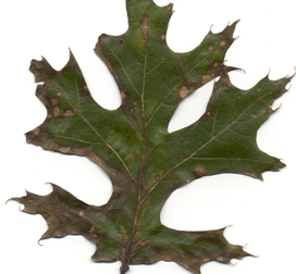 Symptoms of Tubakia (Actinopelte) leaf spot on oak.