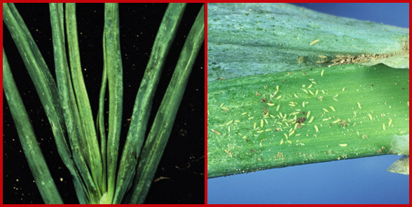 Photo of onion thrips damage and adult insects