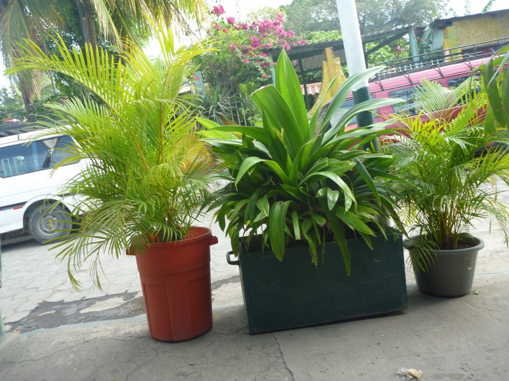 Container Gardening