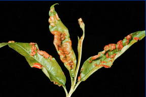 Peach Tree Diseases: How to Treat Them