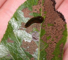 Pear slugs are tadpole-shaped and slimy in appearance. They feed on the tissue between leaf veins giving leaves a lacy appearanc