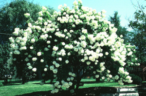 Summer Flowering Trees Shrubs And Vines Wisconsin Horticulture Summer Flowering Trees Shrubs And