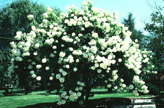 Summer Flowering Trees, Shrubs and Vines – Wisconsin Horticulture