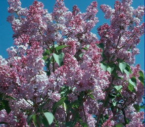 Blooming of common lilacs is a common phenological indicator.