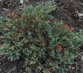 Die-back of juniper branch tips caused by Phomopsis tip blight.