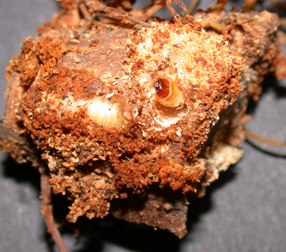 A pine root collar weevil larva.