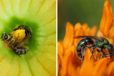 Squash bees,Peponapis pruinosa (left), & sweat bees,in the insect tribe Augochlorini (right),are common bees native to N.America