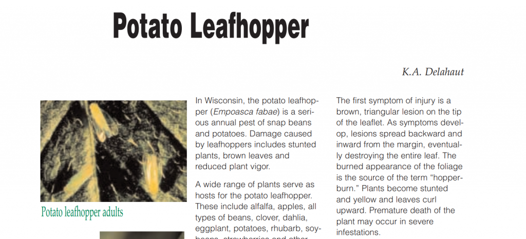 Potato Leafhopper