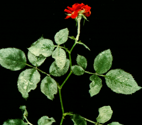 Many woody plants such as rose and lilac are susceptible to powdery mildew.