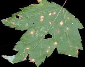 Purple Bordered Leaf Spot