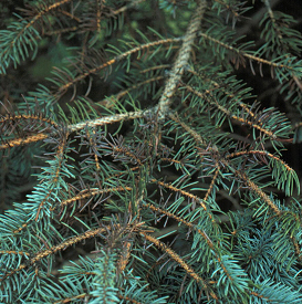 needle blight in fir