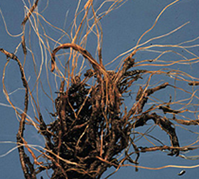 Brown discoloration of roots typical of root rot