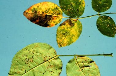 Yellow spots on upper leaf surfaces with corresponding powdery, orange to black spots on lower leaf surfaces are typical of rose