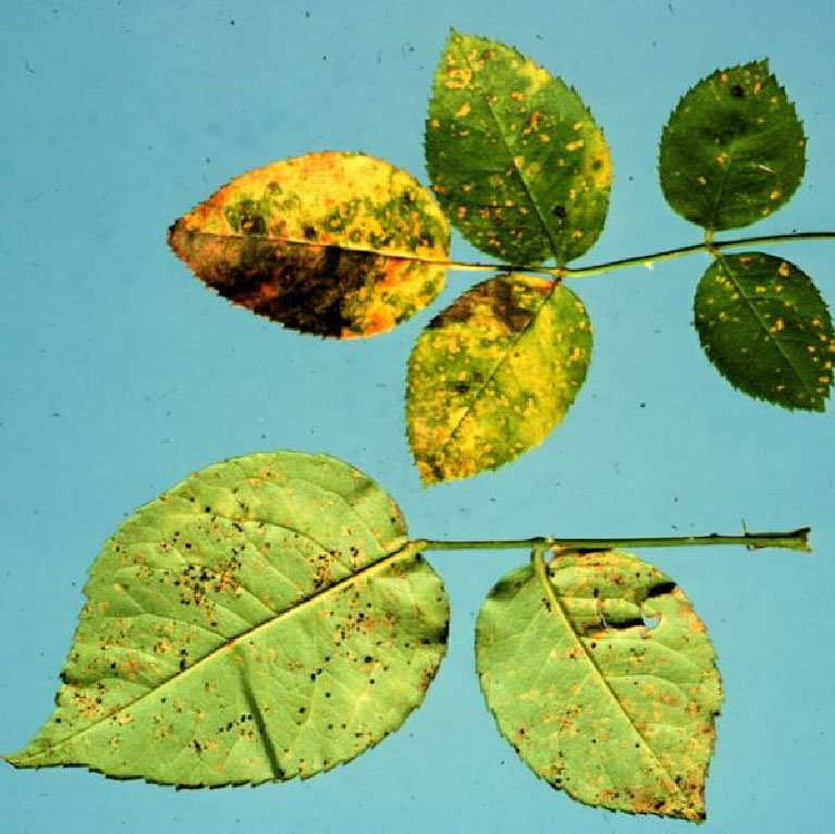 Rose leaves affected by powdery mildew, to understand the conditions