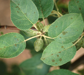 Leaf spots typical of apple scab on apple.