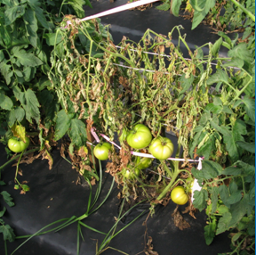 southern blight tomato