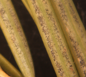 Fruiting bodies of the Swiss needle cast fungus on the underside of needles.