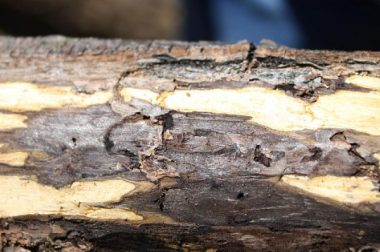Discoloration & tunneling under the walnut bark associated with TCD (Photo Credit: KarenSnover-Clift, Cornell Univ, bugwood.org)