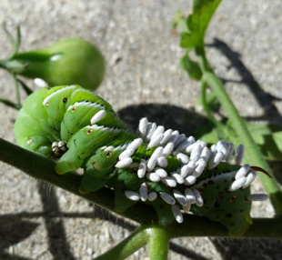 Photo of a paracitized hornworm