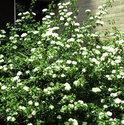 Blackhaw Viburnum (Viburnum prunifolium) is an example of a small tree for under powerlines.