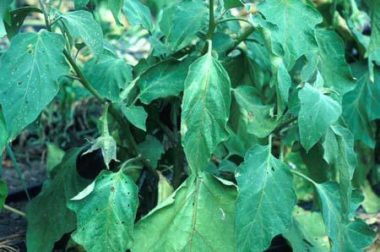 Wilting of eggplant due to black walnut toxicity.