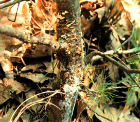 White pine blister rust cankers on branches and stems often have a cracked or blistered appearance and may bear yellow to orange