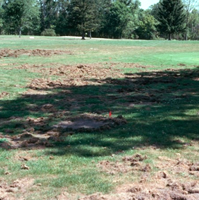 Photo of lawn damaged by wildlife