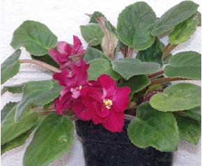 African Violets can provide year round color in your home