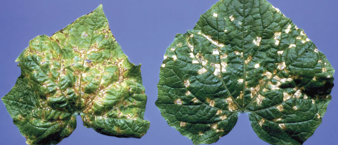 Vine Crops Disorder: Angular Leaf Spot