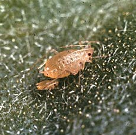 Managing Aphids in Greenhouses