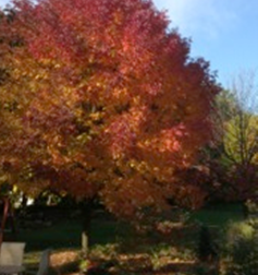 High value ash trees are candidates for treatments for emerald ash borer.