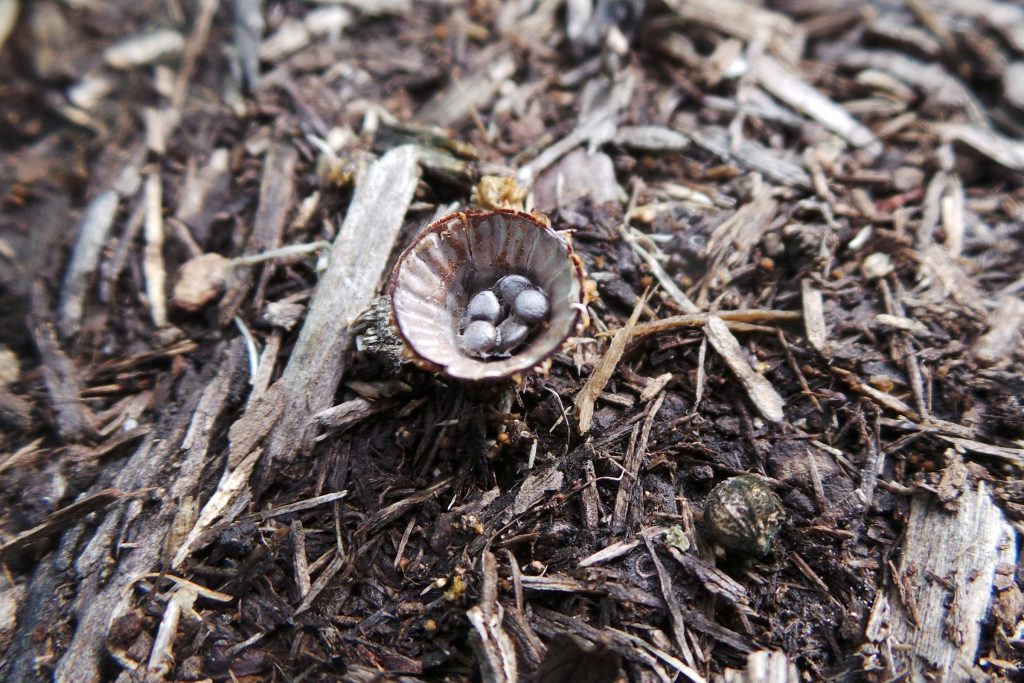 Bird’s Nest Fungi