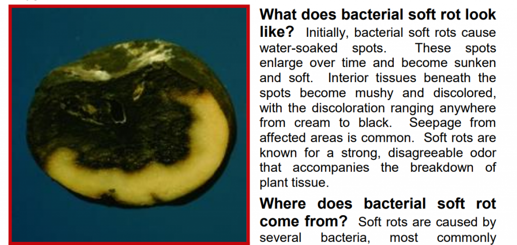 Bacterial Soft Rot