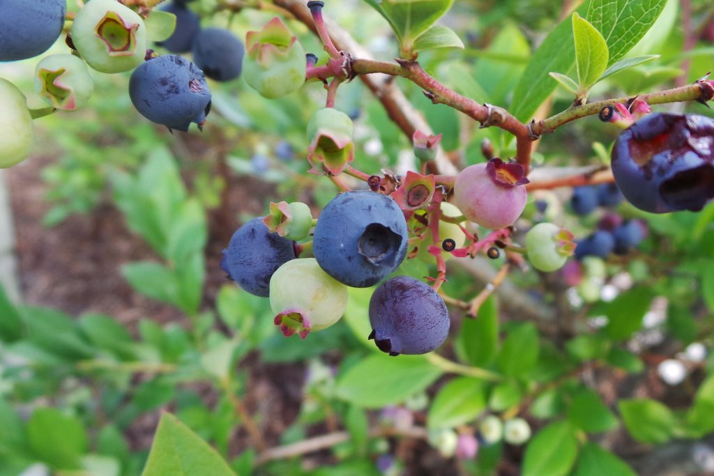 Growing Blueberries in Containers