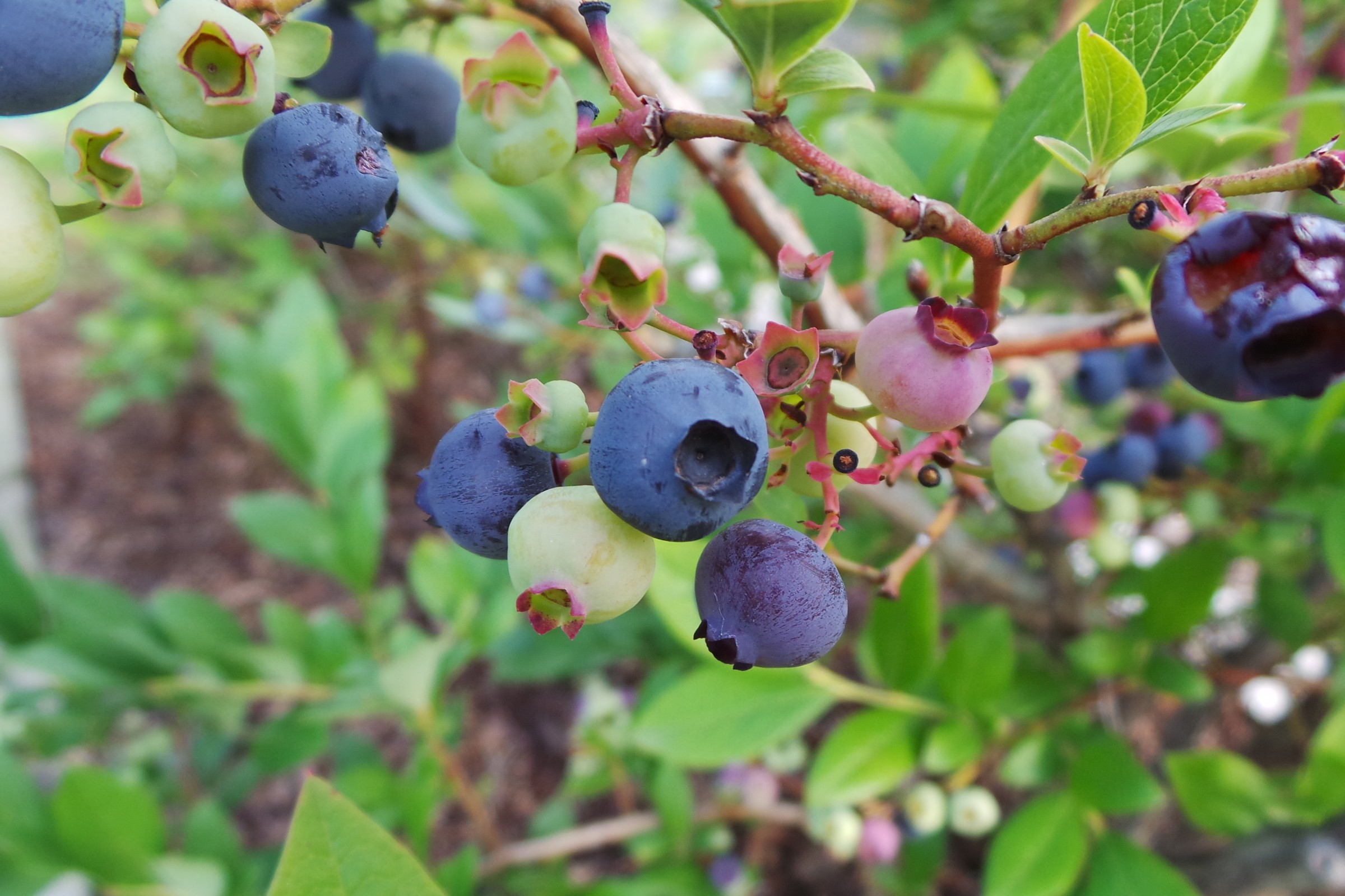 image of blueberries on the plant